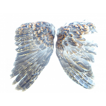 ヤマドリ羽根 2枚セットD